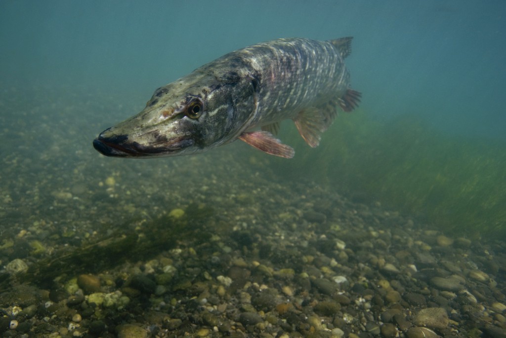 Brochet (Crédit FNPF)