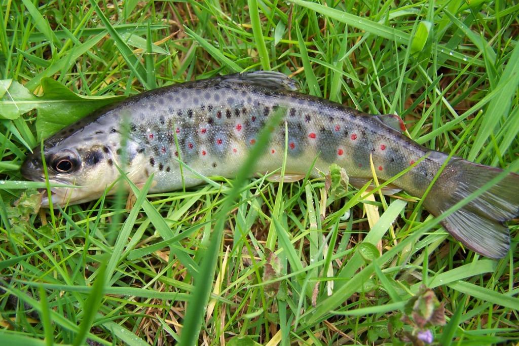 Ou Pecher La Truite Federation De Peche De Saone Et Loire