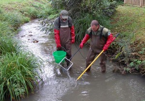 Pêche électrique dans la Petite Mouge à Igé