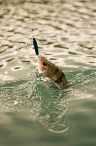 Perche prise au poisson nageur