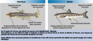 Distinction entre une truitelle et un tacon (juvénile de saumon)