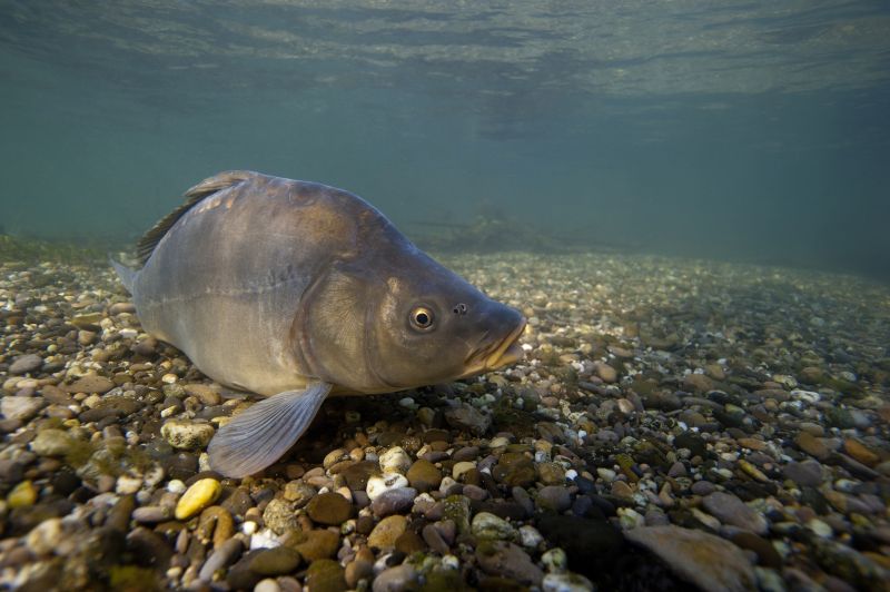 Carpe de nuit - Fédération de pêche de la Meuse