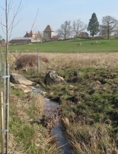 Plantations sur le ruisseau de la Verrerie (71)