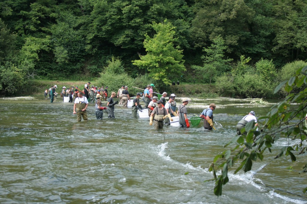 Pêche électrique sur la Loue dans le département du Doubs (Juillet 2013)