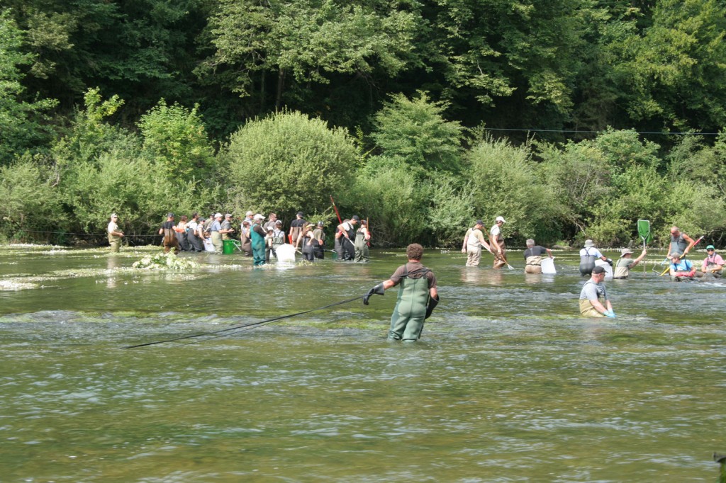 Pêche électrique sur la Loue dans le département du Doubs (Juillet 2013)