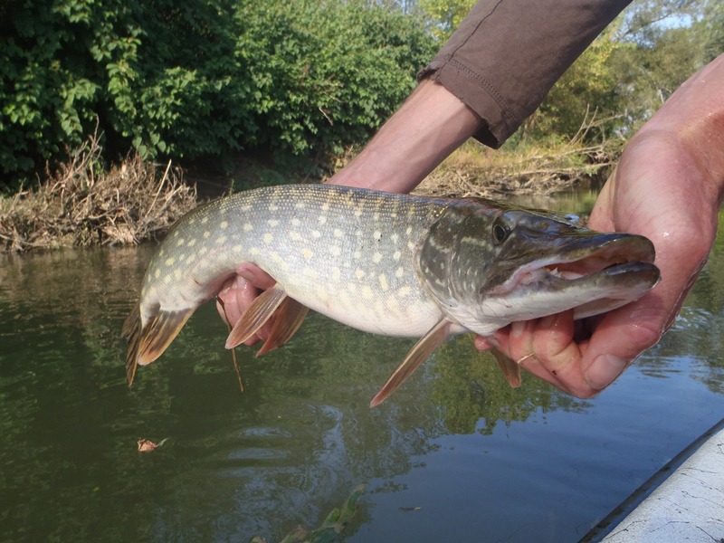 https://www.peche-saone-et-loire.fr/wp-content/uploads/2013/11/Brochet-Solnan-cr%C3%A9dits-photos-f%C3%A9d%C3%A9ration-de-p%C3%AAche-71.jpg