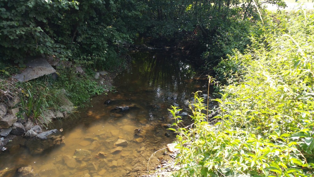 La Grosne à Saint-Pierre-le-Vieux (71)