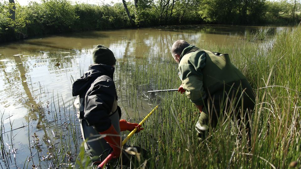 Pêche électrique pour échantillonnage piscicole.