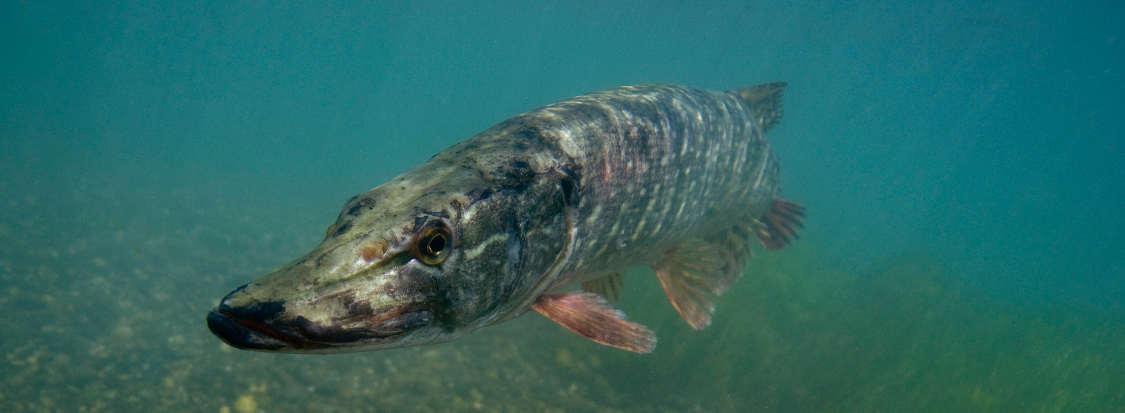 ouverture peche au carnassier 2019