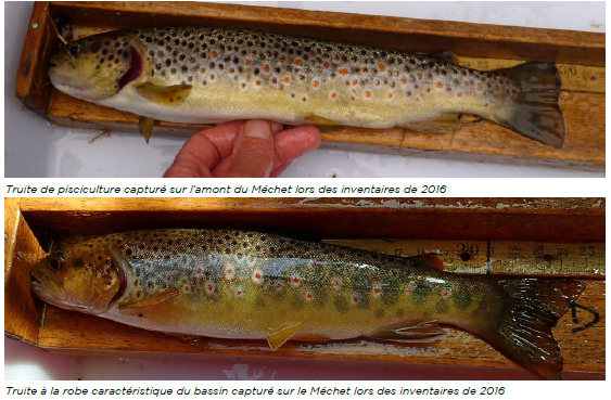 Distinction entre une truite sauvage du Méchet (en bas) et une truite de déversement (élevée en pisciculture - en haut)