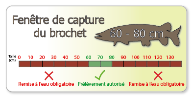 Où pêcher la truite - Fédération de pêche de Saône-et-Loire