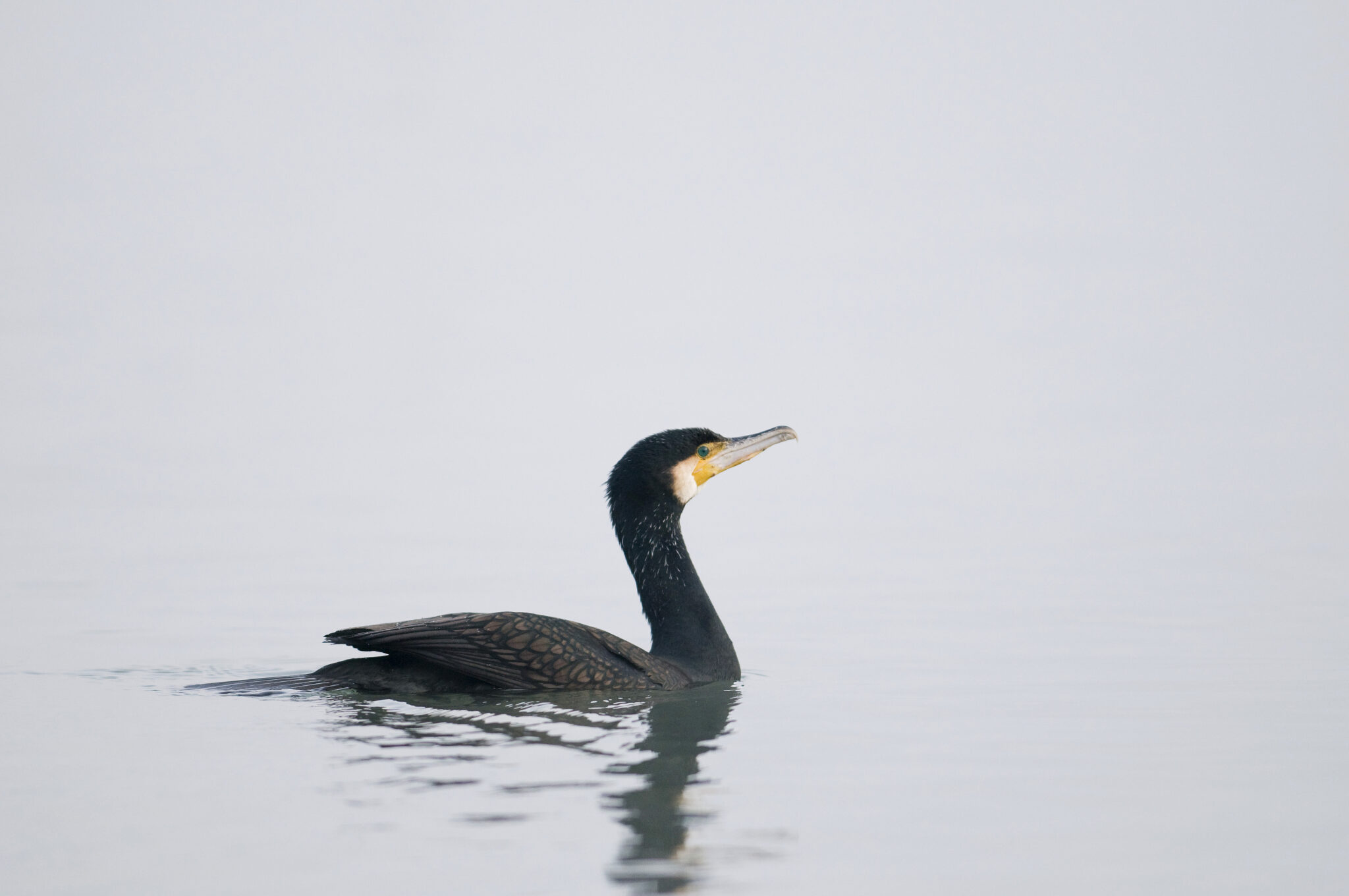 La Fédération demande le retour de la régulation du grand cormoran ...